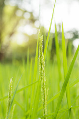 Growing rice kernels in fields.