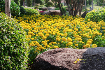 marigolds planted with stones.