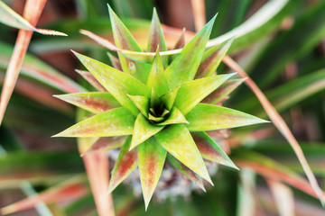 Pineapple growing in farm.