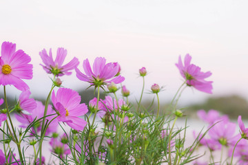 Pink cosmos with beautiful.