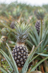 Single of pineapple in plantation.