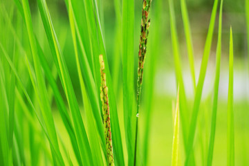Rice ears and green leaves.