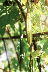 Zucchini with natural at sunlight.