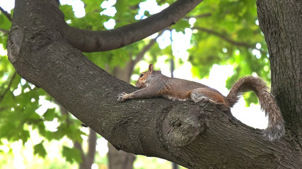 a squirrel in a tree at washington mall