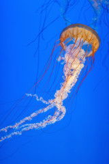 Orange jellyfish (Chrysaora fuscescens or Pacific sea nettle) in blue ocean water