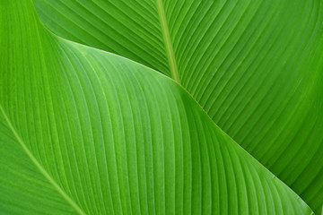 tropical leaf texture background