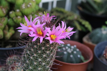green cactus in pot with beautiful flowers