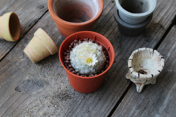 green cactus in pot with beautiful flowers