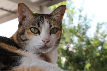 close up of three color cute cat with tree background