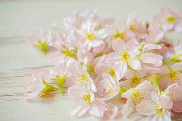 Cherry blossoms on the table.  Background material.  テーブルの上の桜の花 　背景素材