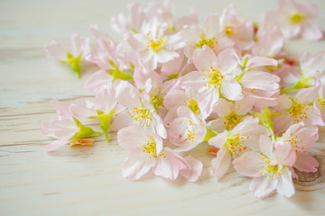 Cherry blossoms on the table.  Background material.  テーブルの上の桜の花 　背景素材