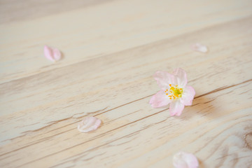 Cherry blossoms and petals that fell to the floor.  床に落ちた桜の花と花びら