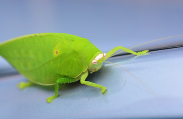 Pseudophyllus titans or giant leaf katydid (giant leaf bug)