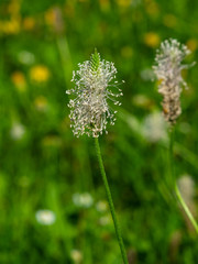 Hoary Plantain or Plantago media blossom in weed, macro, selective focus, shallow DOF