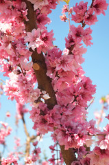 peach blossoms on tree branch