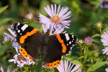 Red Admiral butterfly on Aster flowers. Vanessa atalanta.