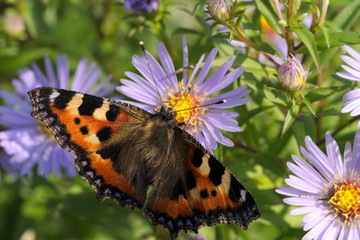Small Tortoiseshell butterfly on Aster flowers. Aglais urticae