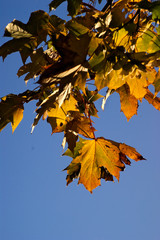 Fototapeta premium Autumn leaves against a bright blue sky