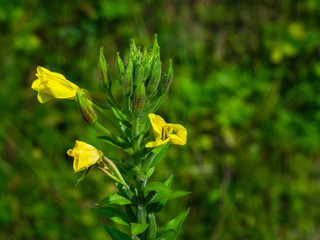 Yellow flowers on Evening Primrose or Oenothera Biennis close-up, selective focus, shallow DOF