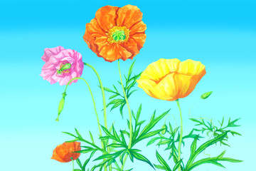 Obraz premium 雛罌粟