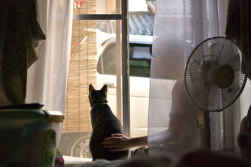 猫