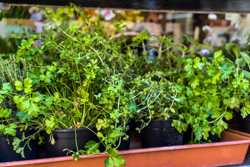 herbs in the pots, Italy