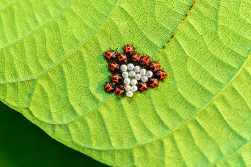 Horsebug nymphs hatched on the leaves of wild plants