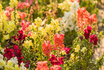 colourful snapdragon flowers in the garden