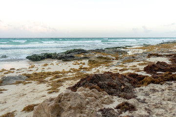Fototapeta na wymiar Sargassum algae problem in Playa del Carmen