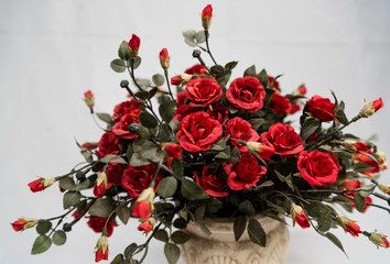 Isolated pot of red roses on white backgorund