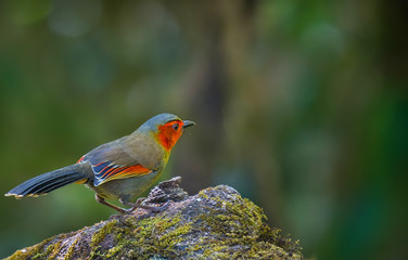 Liocichla phoenicea (Red-faced Liocichla) on branch on green background on Doi Lang,Chiang Mai, Thailand