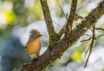 Spectacled Barwing bird on branch in nature on Doi Lang Chiang Mai, Thailand.