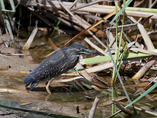 Striated heron (Butorides striata)