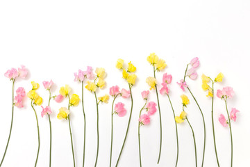 春のお花　Flower frame of spring