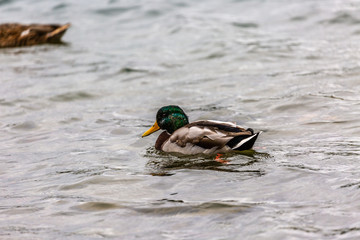 Duck in water