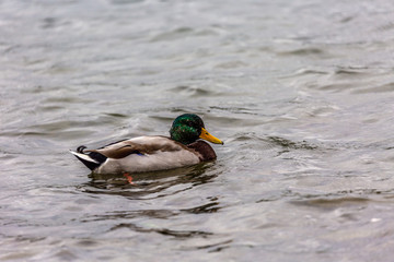 Duck in water