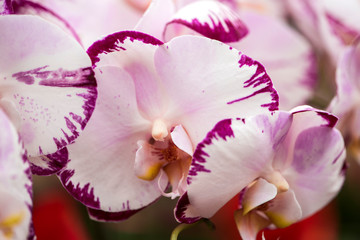 Close-up of Phalaenopsis Blooming in Winter Warm Room