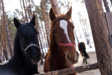 horses on a horse yard (farm, pine forest, village) in winter