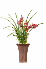 beautiful orchids bonsai isolated