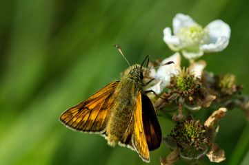 Large Skipper Butterfly on a wild rose. Ochlodes Sylvanus