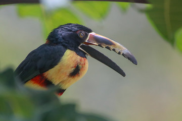 Fiery Billed Aracari (Tucan)