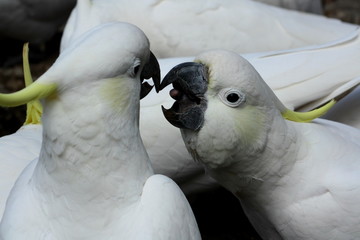 two sulphur crested cockatoos having a beak to beak disgreement with one looking to bite the other