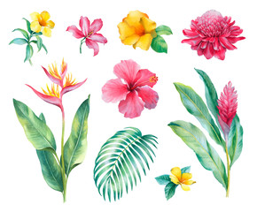 Watercolor tropical flowers. Hand painted illustrations isolated on white background - 251287393