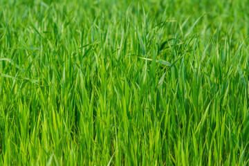 Green grass background