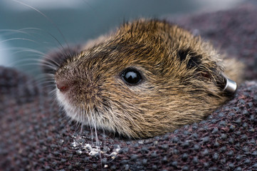 Captured. Gray-Tailed Vole, Microtus canicaudus,  with an ear tag being held by a researcher.  This species of vole is the most common vole in the Willamette Valley.