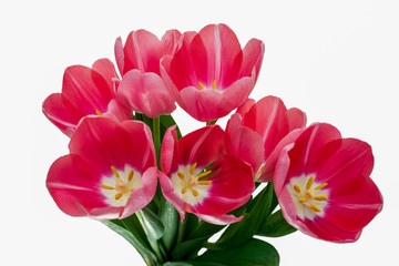 flower, tulip, red, yellow, isolated, lily, white background, congratulation, postcard, white, nature, pink, bouquet, top view, flowers, beauty, love, stamens, pistil, leaves, green, bloom, petal, rom