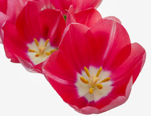 flower, tulip, red, yellow, isolated, lily, white background, congratulation, postcard, white, nature, pink, bouquet, top view, flowers, beauty, love, stamens, pistil, leaves, green, bloom, petal, rom