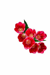 Close-up pink tulips isolated on white background.
