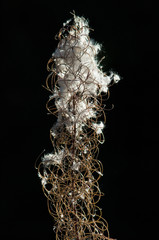 Fireweed (Epilobium angustifolium) seeds.
