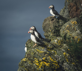 Fototapeta premium bird puffin 5on the Faroe Islands, Mykines